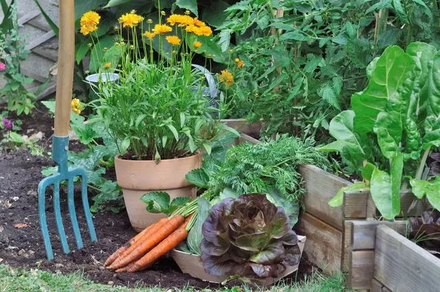 Raccogli le ultime verdure invernali nel tuo orto - foto Leroy Merlin