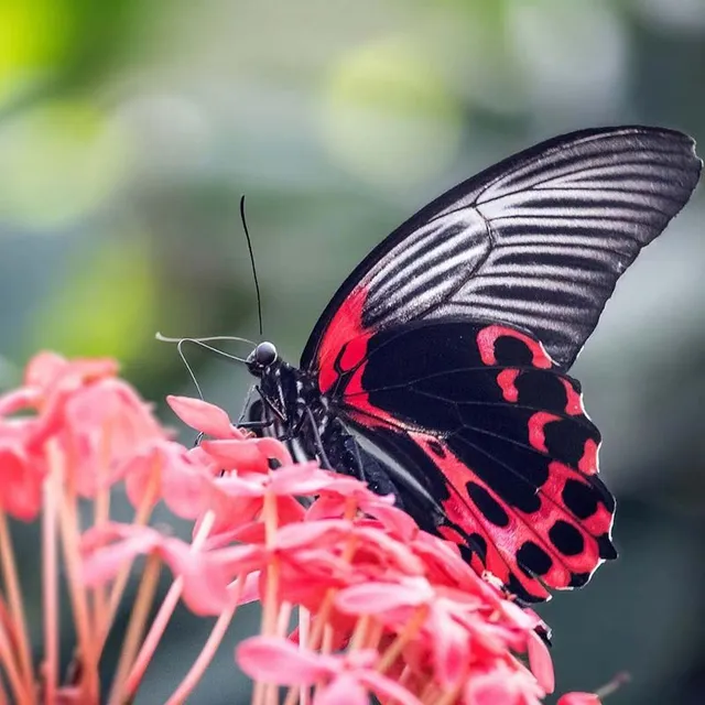 La pianta attira la farfalla con il suo nettare - Pixabay