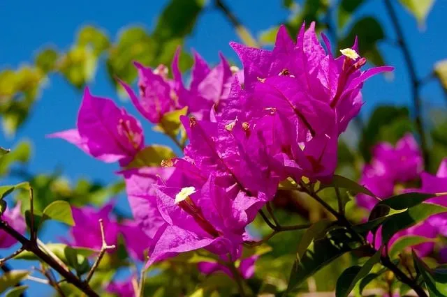 I fiori viola della Bouganville sono inconfondibili! - foto Pixabay