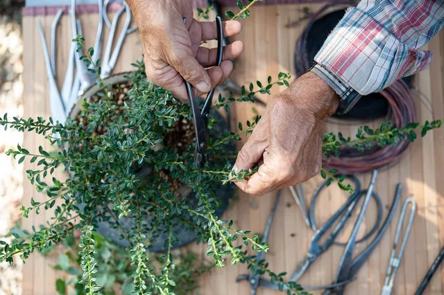Procurati gli attrezzi indispensabili per la potatura del bonsai - foto Leroy Merlin