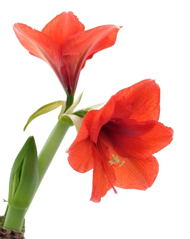 Ravviva la tua casa anche in inverno con i fiori dell’Hippeastrum! – foto Pixabay