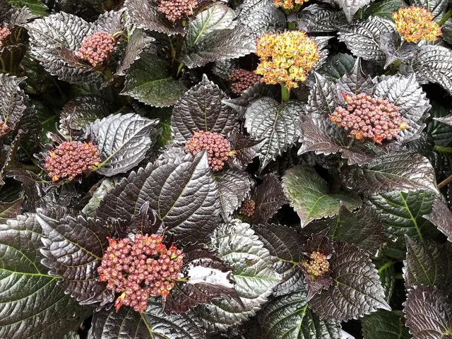 Hai visto le nuove varietà di ortensia con le foglie scure? - foto dell'autrice