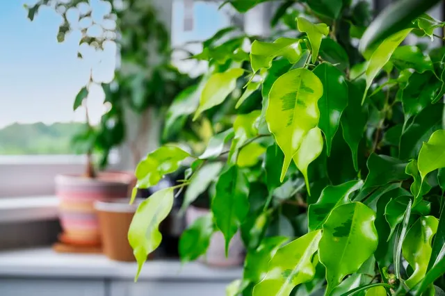 All'esterno il tuo Ficus soffrirà meno il caldo estivo e prenderà una boccata d'aria salubre! - foto Leroy Merlin
