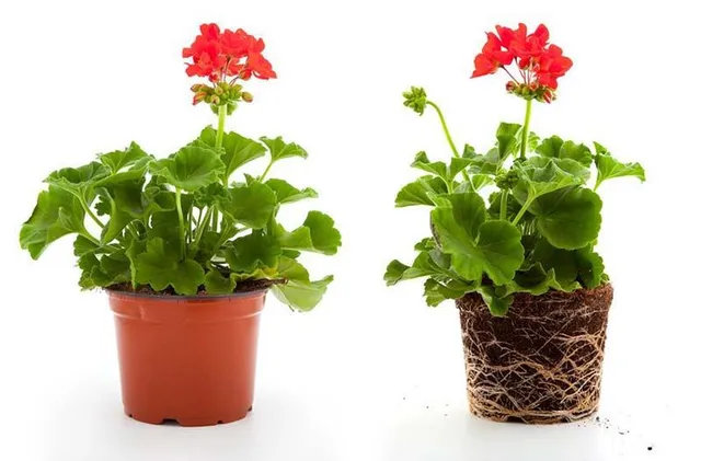 Aggiungi un po' di concime al terriccio, il tuo geranio crescerà più vigoroso e generoso di fiori!