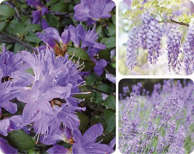 Suggerimenti per scegliere piante con fioriture color Very Peri – Leroy Merlin