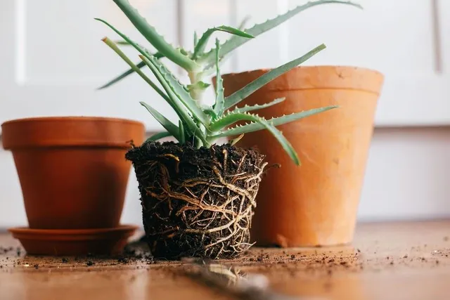 Rinnova il substrato e sostituisci il vaso con uno poco più grande quando rinvasi una pianta in fase di crescita – foto Leroy Merlin