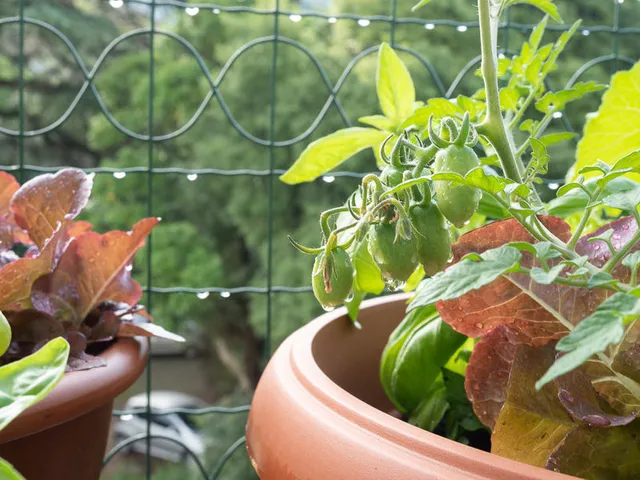 Insalata e altre verdure poco ingombranti cresceranno bene nei vasi del balcone - foto Leroy Merlin