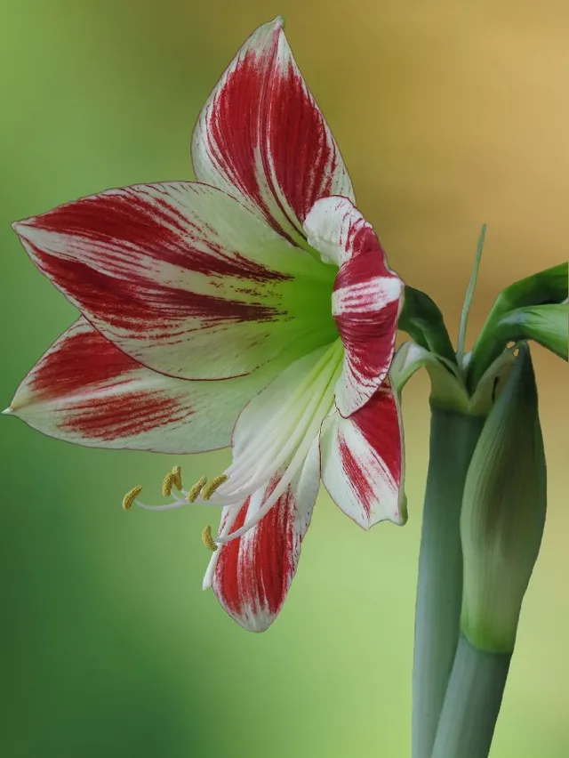 Tante sono le varietà e gli ibridi di Hippestrum, con fiori di svariate tonalità di colore! – foto Pixabay
