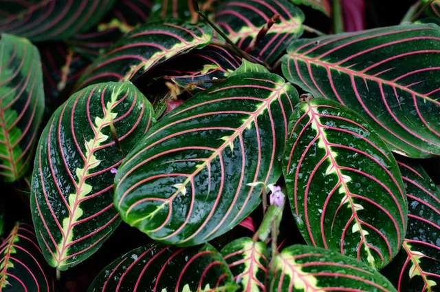 Scegli foglie vivaci come quelle della Maranta per dare un tocco di colore al tuo angolo verde – foto Leroy Merlin