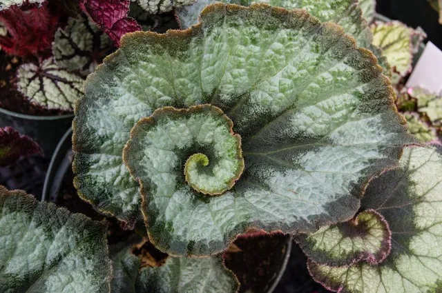 Sembrano il guscio di una chiocciola le foglie a spirale della Begonia ‘Escargot’ – foto Leroy Merlin