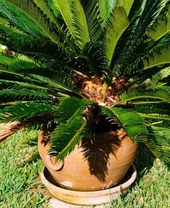 Scegli dei bei vasi di coccio per coltivare le tue Cycas, abbelliranno ancora di più il tuo giardino – foto Leroy Merlin