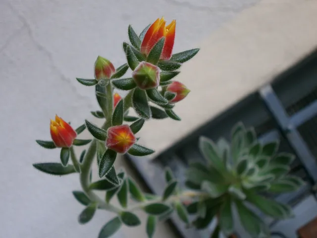 Ha l’aspetto vellutato e fiorellini vivacemente colorati l’Echeveria pulvinata - foto dell’autrice