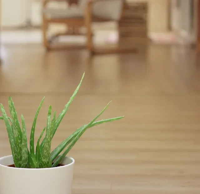 Graziosa e utile, l’Aloe vera è una piantina che potrai coltivare facilmente anche in casa – foto Pixabay