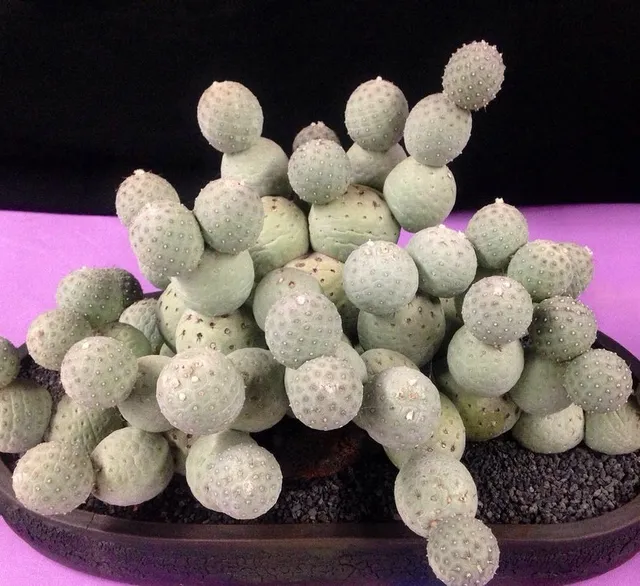 Tephrocactus geometricus è formato da tante palle grosse come palline da ping pong – foto Pinterest