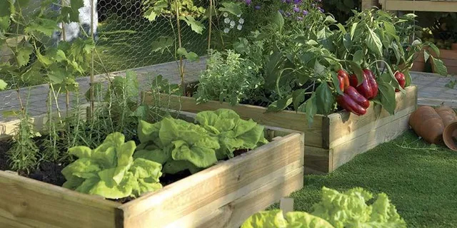 Organizza il tuo orto con cura e ordine se vuoi avere una produzione sana e abbondante! - foto Pixabay