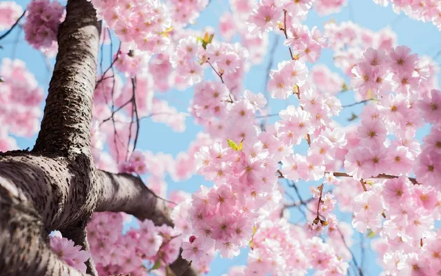La fioritura dei ciliegi ornamentali annuncia l’arrivo della primavera con la sua bellezza – foto Pixabay