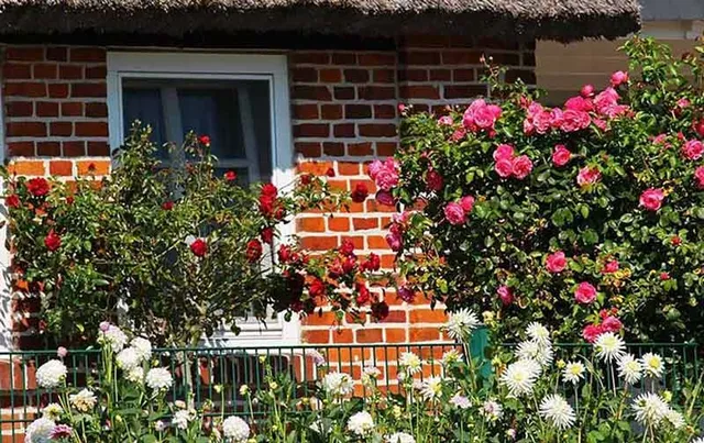 Tantissimi sono i tipi di rosa che potrai scegliere per il tuo giardino; scegline più di una! - foto Pixabay