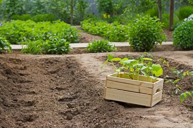 Procedi senza indugio con la messa a dimora di piantine nel tuo orto per avere un ricco raccolto estivo – foto Leroy Merlin