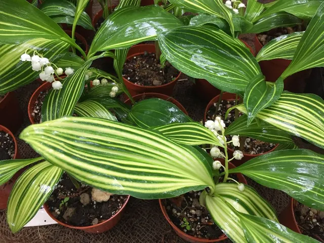 La varietà ‘Albostriata’ ha foglie striate di colore bianco-crema – foto dell’autrice