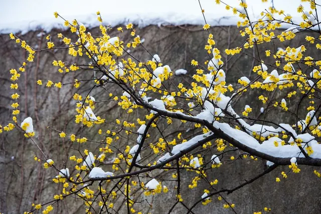 I fiori di Chimonanthus praecox si aprono anche sotto la neve - foto Leroy Merlin