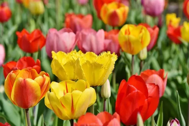 Tulipani in fiore a primavera? Provvedi già ora a interrarne i bulbi! - foto Pixabay