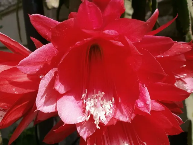 Purtroppo rimangono aperti solo un giorno, ma sono stupendi i fiori rossi di Epiphyllum! – foto dell’autrice