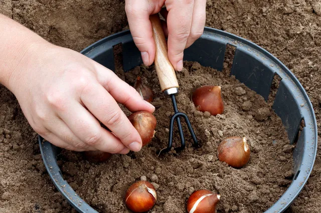 Prepara i vasi che fioriranno a primavera con le tue bulbose preferite – foto Leroy Merlin 