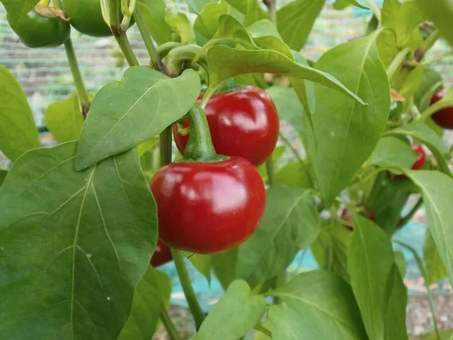 I peperoncini diventano rossi in questa stagione: è l'ora di raccoglierli - foto dell'autrice