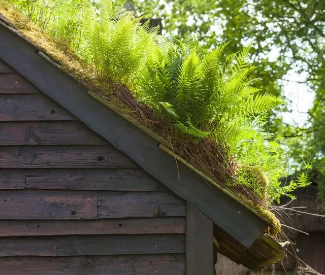 Anche le felci possono essere utilizzate per creare un tetto verde – foto Leroy Merlin