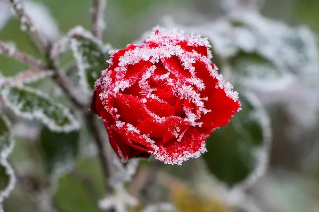 Anche in piena fioritura le rose possono subire i danni da gelate primaverili! – foto Pixabay