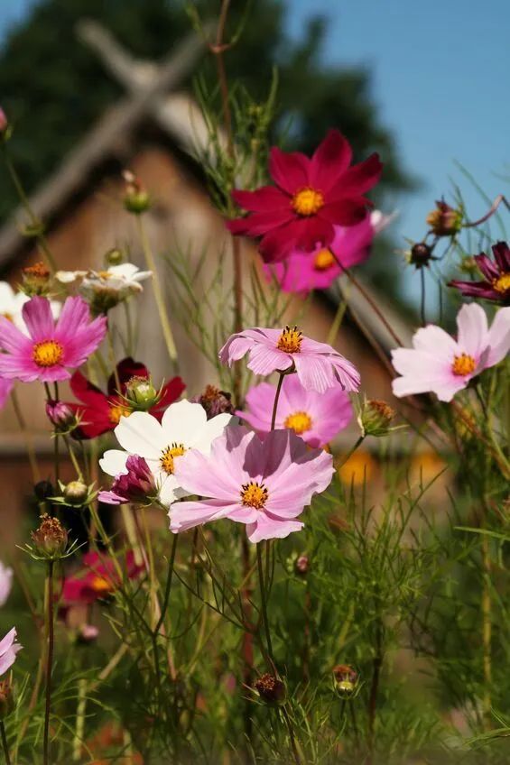Quali fiori per colorare il tuo giardino autunnale? Scegli le cosmee - foto Leroy Merlin