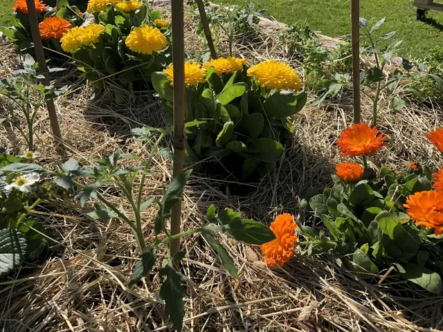 Colora i filari del tuo orto sinergico con piantine fiorite, otterrai numerosi vantaggi! – foto dell’autrice