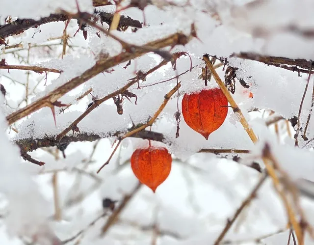 Potrai trovare qualche ramo di Physalis alkekengi in campagna, magari sotto la neve! – foto Pixabay