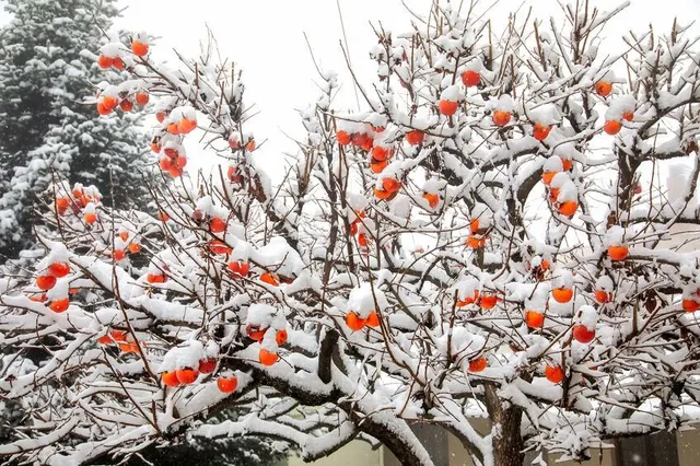I kaki maturano in inverno dando un tocco di colore al giardino - foto Leroy Merlin