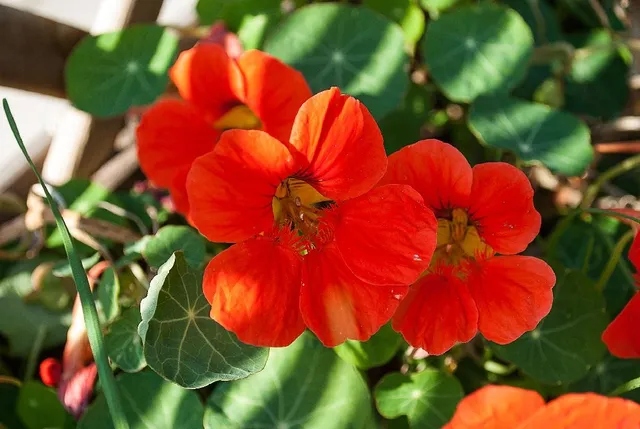 Gli appariscenti fiori del nasturzio tengono lontani gli insetti dannosi come gli afidi, ma attraggono quelli utili - foto Pixabay
