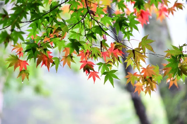 L'Acero viene molto apprezzato per le sue foglie - foto Pixabay
