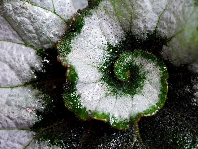 Lasciati affascinare dalle forme della Begonia 'Escargot'! - foto Pixabay