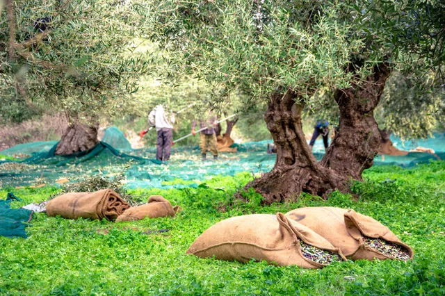 Reti, attrezzi e sacchi capienti sono necessari per la raccolta delle olive – foto Leroy Merlin