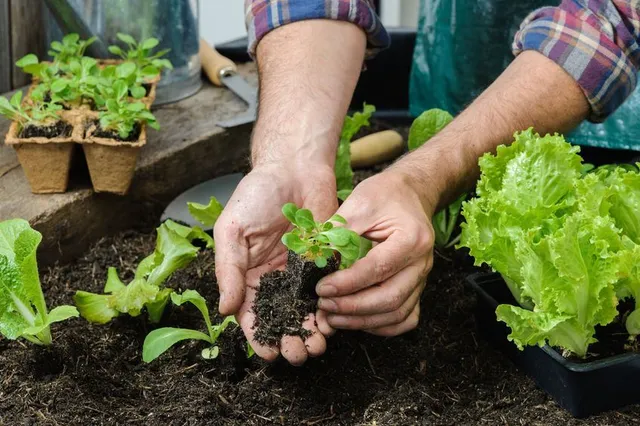 Metti a dimora le tue piantine autoprodotte in orto, avrai verdure a costo minimo! - foto Leroy Merlin
