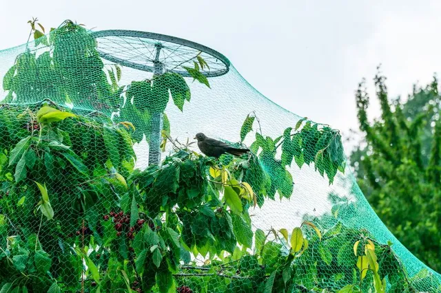 Proteggi i frutti dagli uccellini con una rete apposita – foto Leroy Merlin