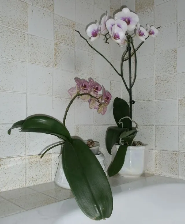 Orchidee Phalaenopsis con i loro vivaci fiori sono perfette per vivacizzare il bagno - foto Anna Zorloni