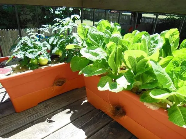 La coltivazione di ortaggi in vaso è sempre più in voga! - foto da giardinaggio.it