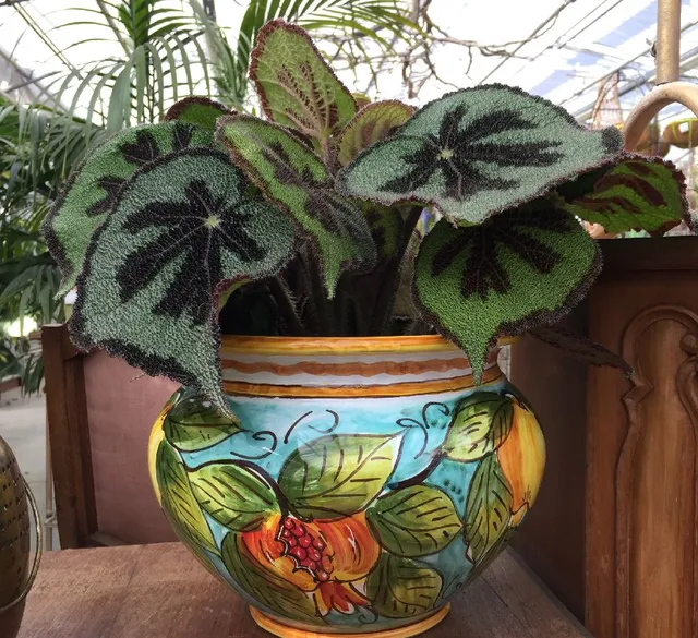 Arreda la tua casa con una Begonia masoniana! – foto dell’autrice