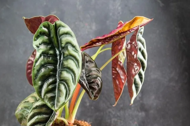 Metalliche foglie di Alocasia cuprea ‘Red Secret’ – foto Free Pik