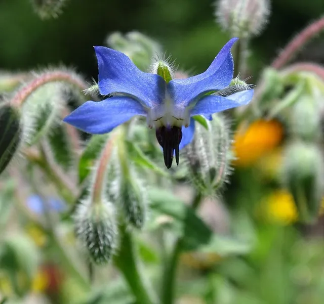 I fiori blu della boraggine sono un valido alleato per il tuo orto - foto Pixabay