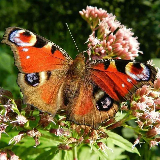 Piante che attirano le farfalle e offrono riparo ai bruchi - Pixabay