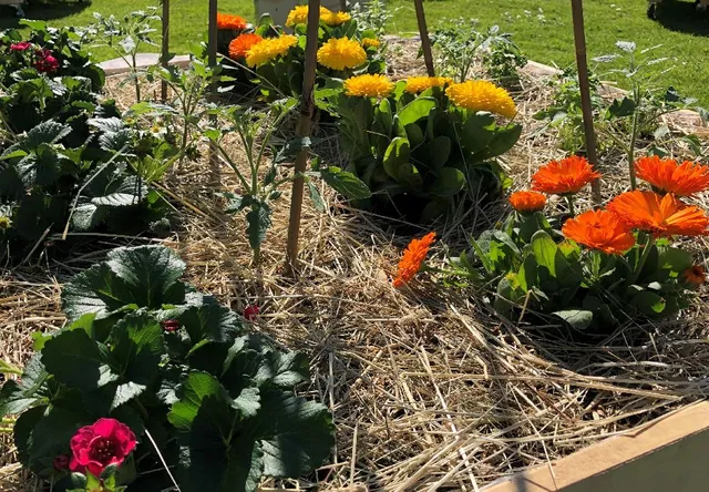 Colorato e produttivo: unisci fiori e verdure nel tuo orto! - foto dell'autrice