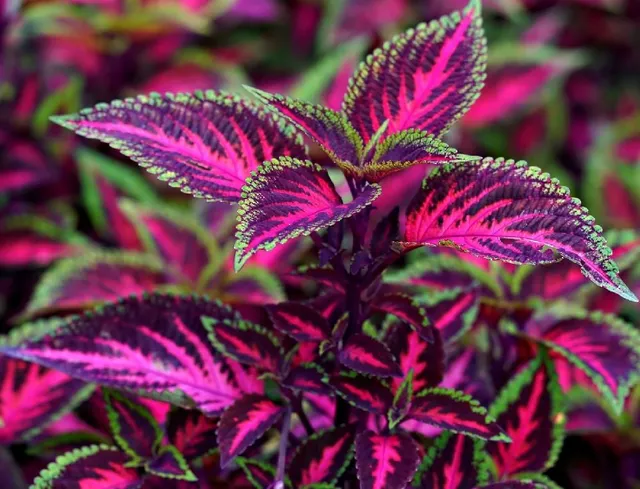  I colori delle foglie di Coleus sono di una bellezza stupefacente! – foto Pixabay