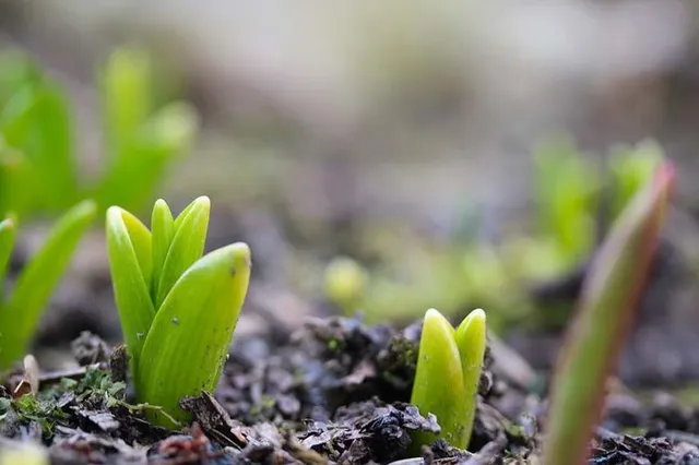 A fine inverno vedrai già spuntare le prime foglioline dei tulipani - foto Pixabay