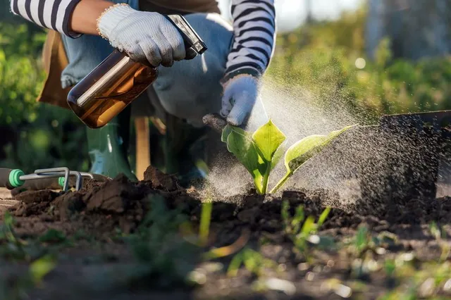 Prepara da te il macerato d’ortica da spruzzare sulle tue piante: è naturale ed efficace! – foto Leroy Merlin